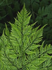 Macro green leaves foliage Davallia Canariensis ,rabbit foot fern ,Selaginella involvens ,Appalachian Bristle fern ,filmy fern plants 