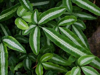 Green leaf of fern plant ,Silver Lace Fern house plants ,Observation Pteris cretica Albo lineata ,Albolineat ,Variegated Cretan Brake Fern ,Group Ribbon 