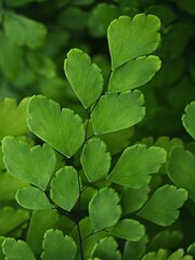green leaves foliage Adiantum trapeziforme ,giant maidenhair ,Sicily ,diamond Maidenhair fern ,venus Ferns ,Venushair ,soft selective focus for pretty background ,greenery in spring