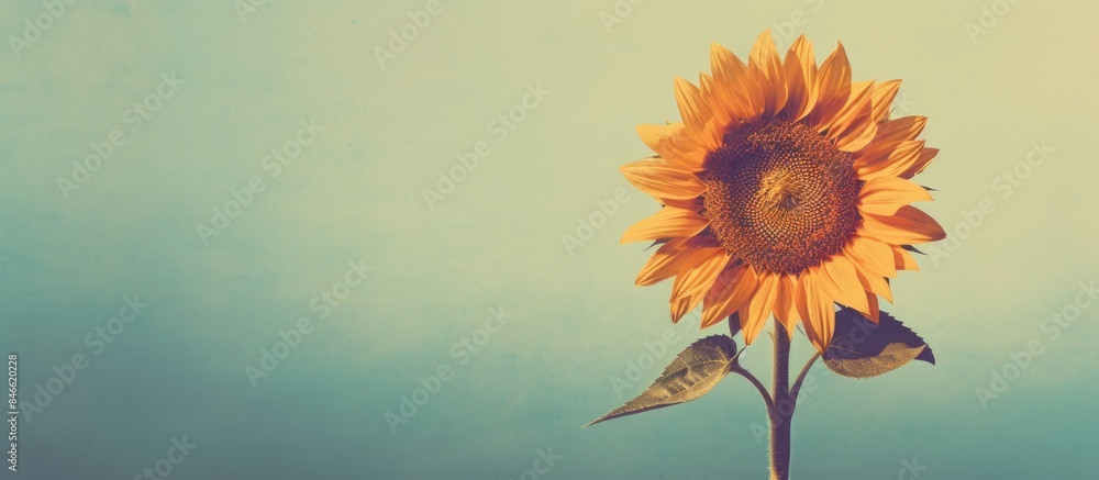 Poster vintage-style sunflower with retro filter effect on a copy space image.