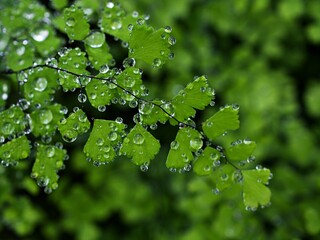 Drops on green leaves foliage Adiantum trapeziforme ,giant maidenhair ,Sicily ,diamond Maidenhair fern ,venus Ferns ,Venushair ,soft selective focus for pretty background ,greenery in spring raindrops