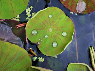 Closeup green foliage of water lily leaves , Nymphaeaceae water lilies green leaf plant 