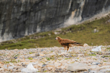 A brown bird is walking on a rocky hillside, Juvenile mountain caracara (Phalcoboenus megalopterus) in Road to the Mountain range of the Viuda, Canta. Peru.