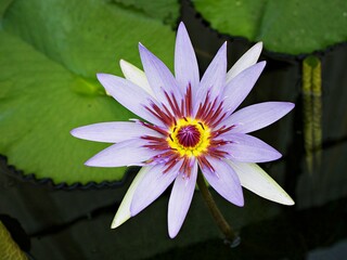 Purple violet flower water lily Nymphaea nouchali var. caerulea ,Egyptian lotus plants...
