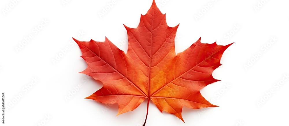 Aufkleber autumn maple leaf isolated on white background with shadows, clipping path included for isolation, c