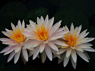 White-Orange flower water lily Nymphaea nouchali var. caerulea ,Egyptian lotus plants ,Nymphaeaceae ,macro image ,tropical aquatic plant with sky-blue flower ,Egyptian blue lily ,Sacred blue lily 