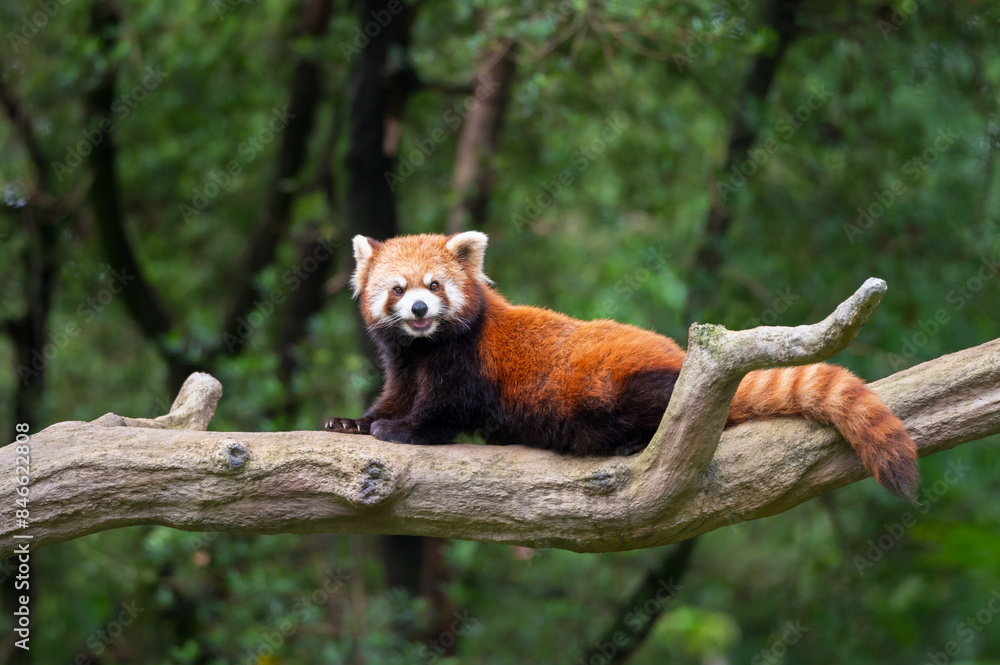 Sticker Red panda resting on a tree