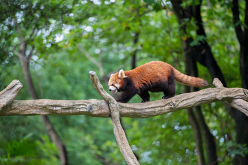 Red panda climbing a tree at the zoo