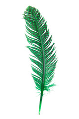 goose feather on a white isolated background