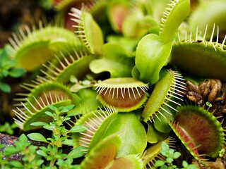 Closeup Venus flytrap ,Insectivorous plants ,Low Giant ,Dionaea muscipula ,needle-like-teeth ,venus fly catcher ,Cook's Carnivorous 