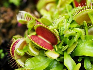 Closeup Venus flytrap ,Insectivorous plants ,Low Giant ,Dionaea muscipula ,needle-like-teeth ,venus fly catcher ,Cook's Carnivorous 