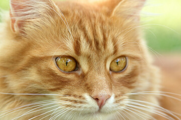 Close-up of a cat's face in profile. Ideal for pet-related projects, nature themes, or animal photography. cat against a natural background. Ginger Cat sits and looks looks at the camera. Pet. Animal