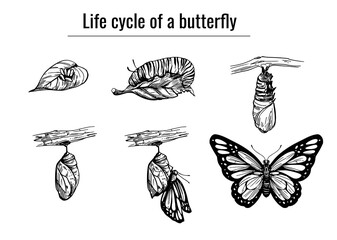 Life cycle of a butterfly, realistic engraving style. hand drawn, vector illustration, black outline © aksol