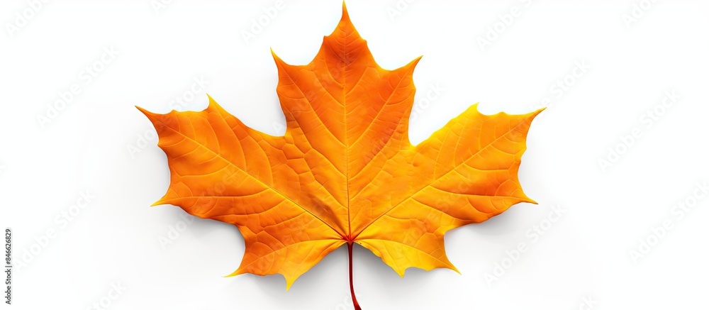 Poster Autumn maple leaf isolated on white background with shadows, clipping path included for isolation, copy space image.