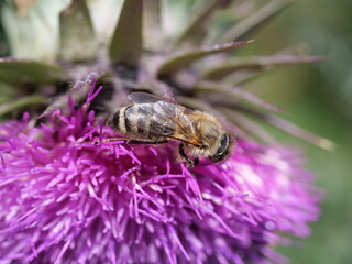 biene auf distel