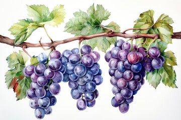 Fototapeta premium A string of purple grape illustrations on a white background