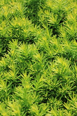 close up of green needles