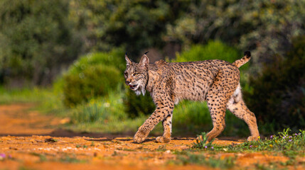Obraz premium Iberian Lynx, Lynx pardinus, Mediterranean Forest, Castilla La Mancha, Spain, Europe