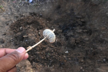 Cockchafer larva. Its other names Melolontha melolontha, white grub, Cockchafer beetle, may bug worm and may beetle. It is  an insect of the order Coleoptera. 