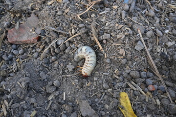Cockchafer larva. Its other names Melolontha melolontha, white grub, Cockchafer beetle, may bug worm and may beetle. It is  an insect of the order Coleoptera. 