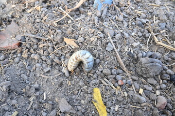Cockchafer larva. Its other names Melolontha melolontha, white grub, Cockchafer beetle, may bug worm and may beetle. It is  an insect of the order Coleoptera. 