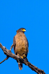 Crested Serpent Eagle, Spilornis cheela, Royal Bardia National Park, Bardiya National Park, Nepal, Asia