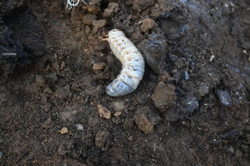 Cockchafer larva. Its other names Melolontha melolontha, white grub, Cockchafer beetle, may bug worm and may beetle. It is  an insect of the order Coleoptera. 