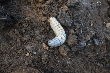 Cockchafer larva. Its other names Melolontha melolontha, white grub, Cockchafer beetle, may bug worm and may beetle. It is  an insect of the order Coleoptera. 