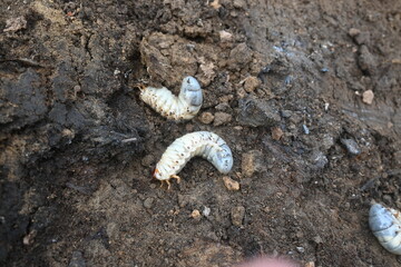 Cockchafer larva. Its other names Melolontha melolontha, white grub, Cockchafer beetle, may bug worm and may beetle. It is  an insect of the order Coleoptera. 