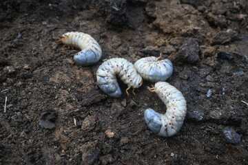 Cockchafer larva. Its other names Melolontha melolontha, white grub, Cockchafer beetle, may bug worm and may beetle. It is &nbsp;an insect of the order Coleoptera. 