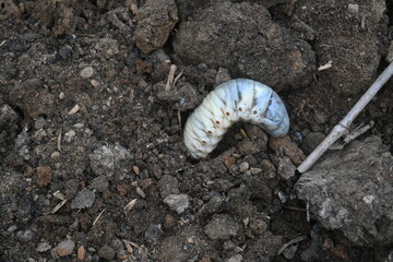 Cockchafer larva. Its other names Melolontha melolontha, white grub, Cockchafer beetle, may bug worm and may beetle. It is  an insect of the order Coleoptera. 