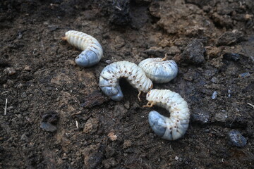 Cockchafer larva. Its other names Melolontha melolontha, white grub, Cockchafer beetle, may bug worm and may beetle. It is  an insect of the order Coleoptera. 