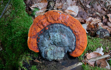 Top view of the stem decay fungus Red-belted conk