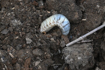 Cockchafer larva. Its other names Melolontha melolontha, white grub, Cockchafer beetle, may bug worm and may beetle. It is  an insect of the order Coleoptera. 