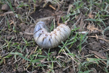 Cockchafer larva. Its other names Melolontha melolontha, white grub, Cockchafer beetle, may bug worm and may beetle. It is &nbsp;an insect of the order Coleoptera. 
