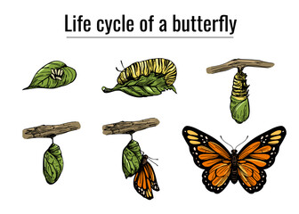 Life cycle of a butterfly, realistic engraving style. hand drawn, vector illustration, black outline © aksol