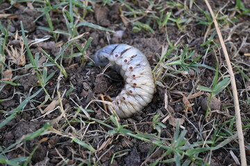 Cockchafer larva. Its other names Melolontha melolontha, white grub, Cockchafer beetle, may bug worm and may beetle. It is  an insect of the order Coleoptera. 