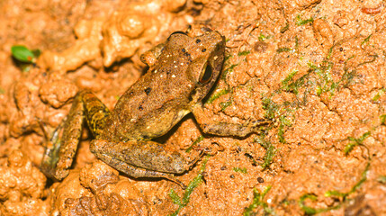 Tropical Frog, Tropical Rainforest, Napo River Basin, Amazonia, Ecuador, America