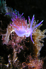 Sea Slug, Nudibranch, Flabellina affinis, Cabo Cope-Puntas del Calnegre Natural Park, Mediterranean Sea, Region de Murcia, Murcia, Spain, Europe