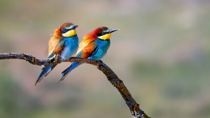 Bee-eater, Merops apiaster, Mediterranean Forest, Castilla y Leon, Spain, Europe