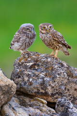 Little Owl, Athene noctua, Mediterranean Forest, Castilla y Leon, Spain, Europe