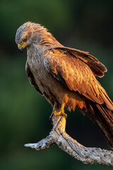 Black Kite, Milvus migrans, Mediterranean Forest, Castilla y Leon, Spain, Europe