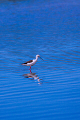 Black-winged Stilt,  Himantopus himantopus, Tablas de Daimiel National Park, Daimiel, Ciudad Real, Castilla La Mancha, Spain, Europe