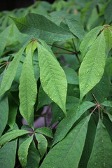 Fresh sage growing in the garden.