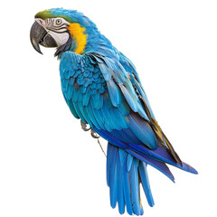 blue and yellow macaw isolated on a transparent background,