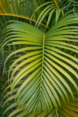 a large green leaf of a palm tree