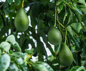 Avocado fruits on the tree close-up.