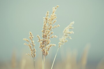 Fototapeta premium Serene golden wheat field on a calm day