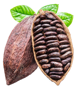Dried cocoa beans in opened cocoa pod  with green leaves on white background. File contains clipping path.
