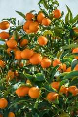 Kumquat branch completely covered with ripe kumquat fruits close up.